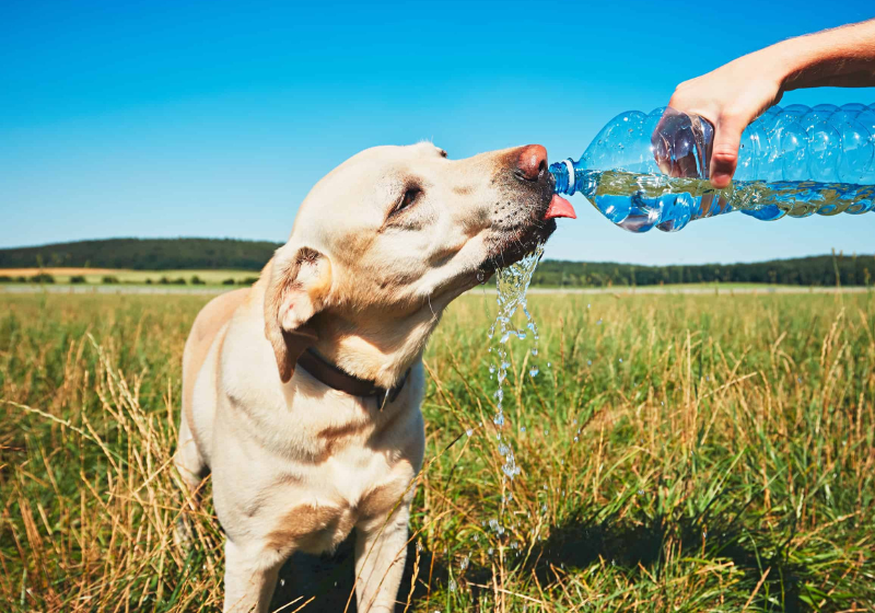 Lidar com seu pet no calor é fácil, uma das dicas para refrescar seu bichinho é sempre manter água fresquinha e um espaço longe do sol para o animal. - Foto: Reprodução/iStock.