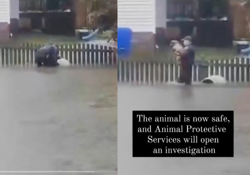 O vídeo mostra o policial entrando na enchente, resgatando o pitbull que estava amarrado na cerca e o levando no colo, como se fosse um bebê - Fotos: reprodução / Tiktok @cbsnews