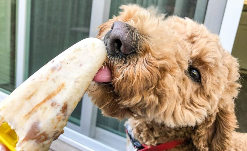 Picolés feitos água, frutas e iogurte natural sem açúcar também são uma ótima opção refrescar os bichinhos. Foto: Reprodução/K9 of Mine.