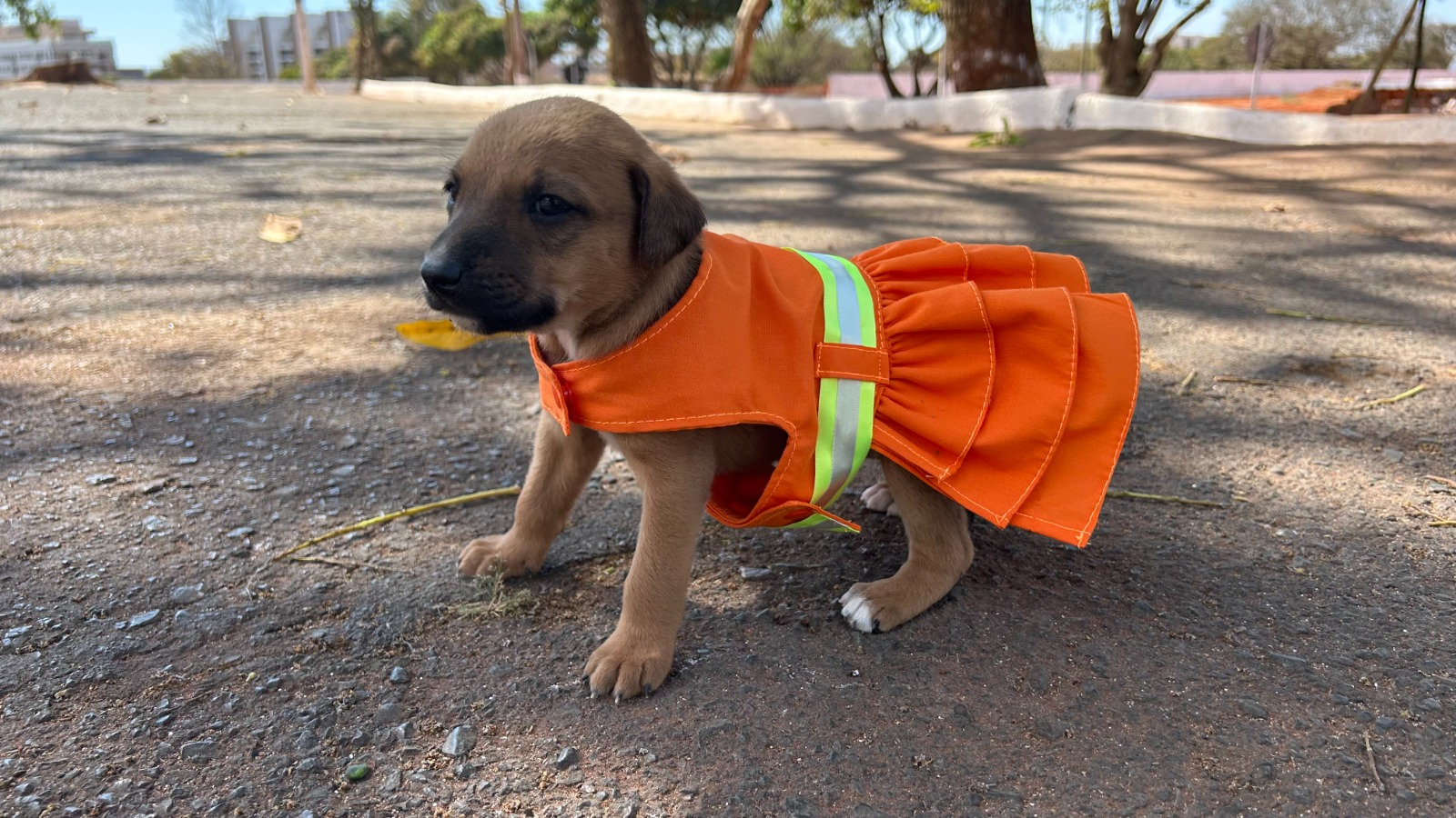 O Cata Pata surgiu da necessidade em cuidar dos animais abandonados na SLU. Foto: Reprodução/Sema (SLU).