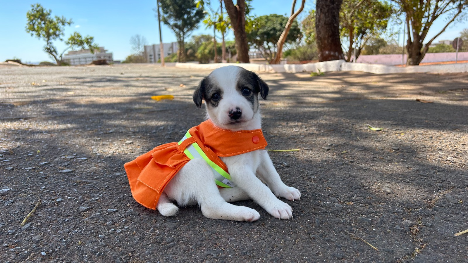 Olha essa fofura gente, eu to morrendo com tanta lindeza! Foto: Reprodução/Sema (SLU).