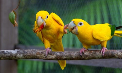 Duas Ararajubas no Parque Estadual do Utinga, em Belém. - Foto: Marcelo Vilarta / divulgação Horizonte Minerals