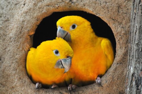 Duas Ararajubas no Parque Estadual do Utinga, em Belém. - Foto: Marcelo Vilarta / divulgação Horizonte Minerals