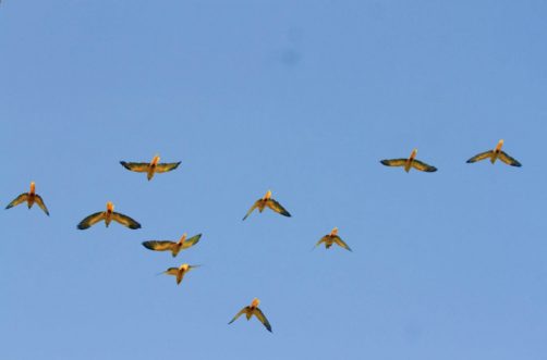 Agora, o azul do céu divide espaço com o verde e amarelo das aves. - Foto: Reprodução/Marcelo Vilarta