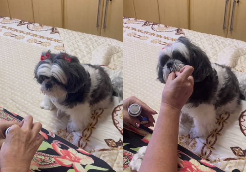 Essa shih tzu, de Salvador, está fazendo sucesso nas redes. A cachorrinha toma remédio "na boa", sem fugir nem rosnar - Fotos: reprodução / @donaraquel