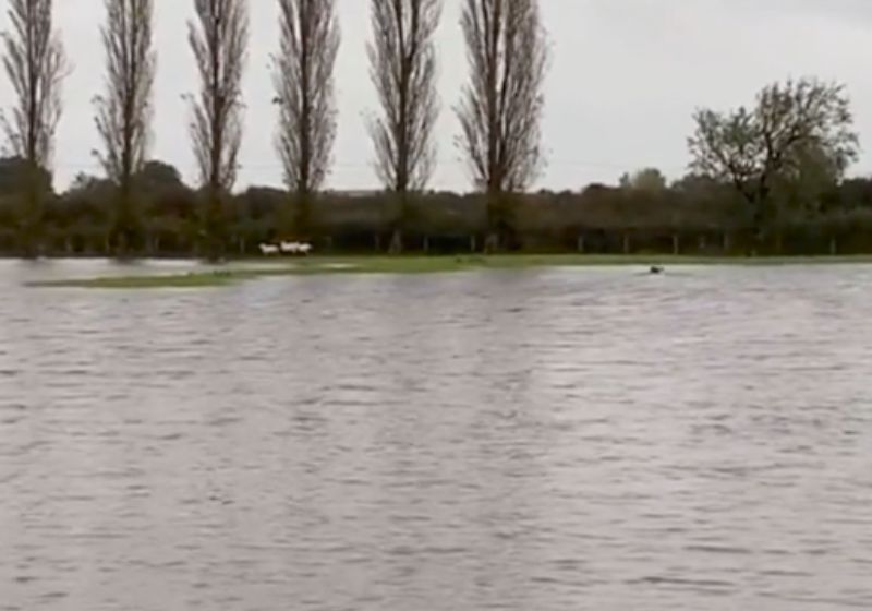 A cadela heroína nadando no rio para salvar as ovelhas - Foto: reprodução / TikTok @llyrderwydd