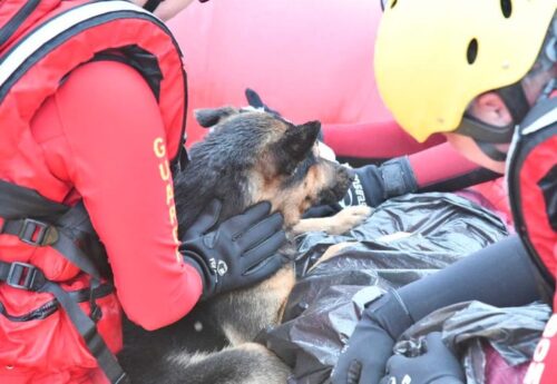 O cão não desgrudou do tutor com hipotermia durante o resgate - Foto: divulgação / Bombeiros Militares