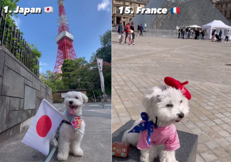 Tofu é um cachorrinho maltês de 3 anos treinado e educado que já viajou para vários países e encanta internautas com as aventuras. - Fotos: reprodução / Instagram @traveldogtofu