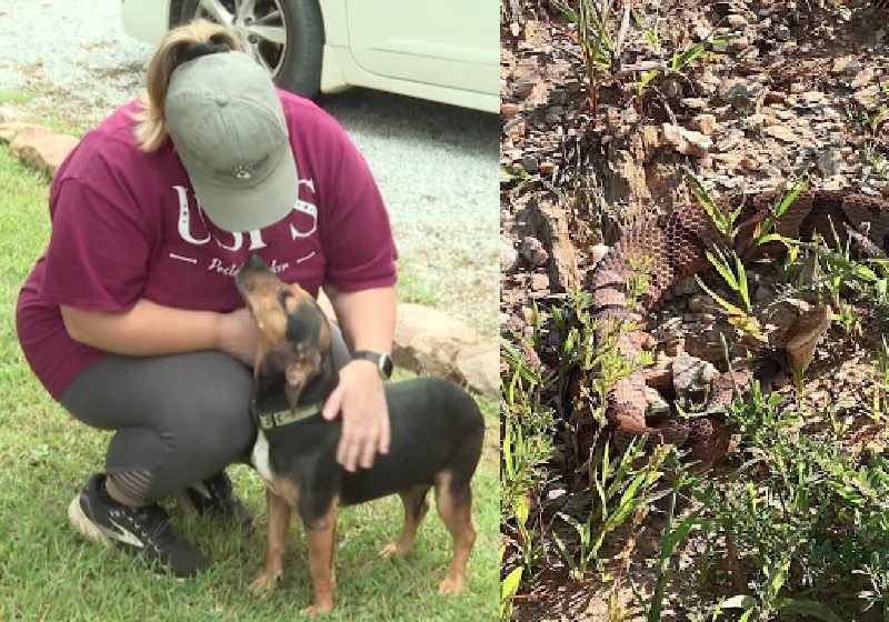A carteira Holle Prigmore foi rápida. Ao perceber que a cadelinha havia sido picada por uma cobra venenosa, ela correu com o cão para um veterinário - Fotos: reprodução / Fox5