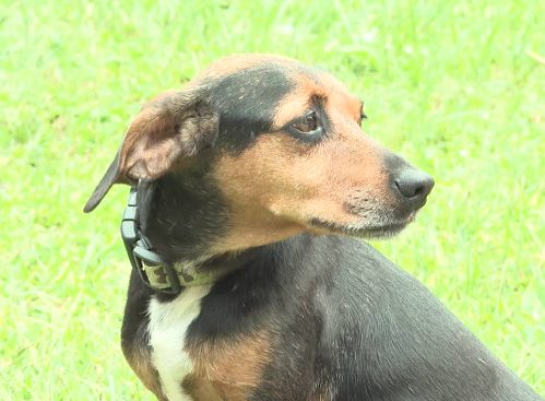 A cachorrinha picada por cobra foi salva pela carteira - Foto: reprodução / Fox 5