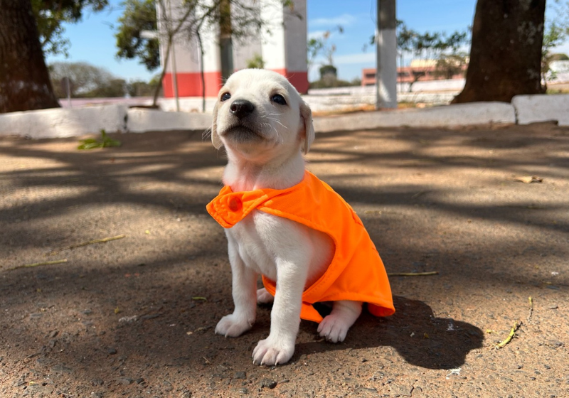 Os filhotes de cachorro abandonados no lixo ou na SLU, são acolhidos, ganham uniforme de garis e fazem fotos para incentivar a adoção. - Foto: Reprodução/SLU Distrito Federal