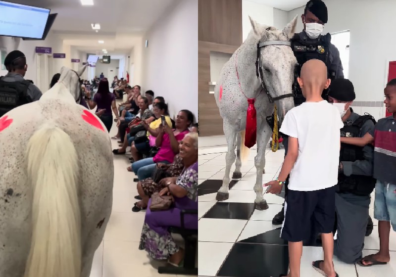 O cavalo fez a alegria das crianças com câncer, que estão internadas no Hospital de Câncer do Mato Grosso. - Foto: reprodução / Instagram @cavalariapmmt