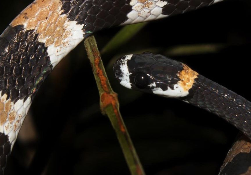 Os brasileiros que registraram pela primeira vez são pesquisadores do Inpa. Foto: Reprodução/Instagram/@projetosuacuboia.