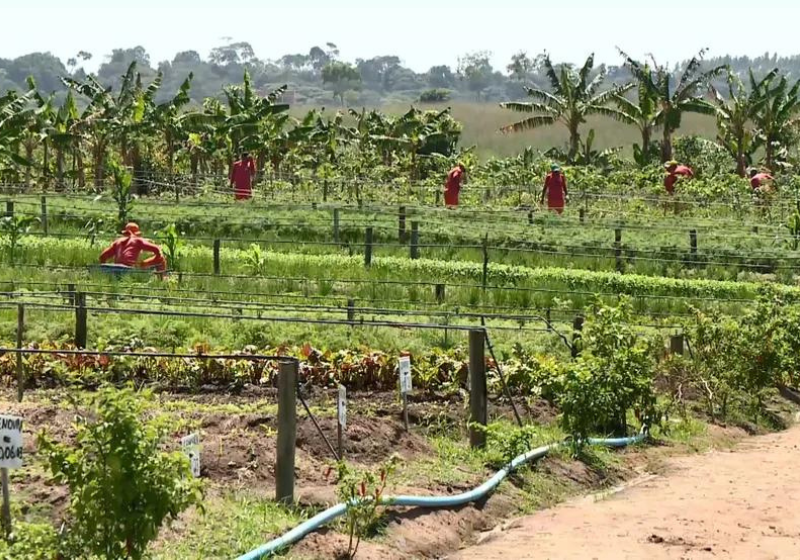 Os detentos transformaram a penitenciária em um verdadeiro sítio. São hortas, frutas e até uma chocadeira. - Foto: Reprodução/TV Gazeta.
