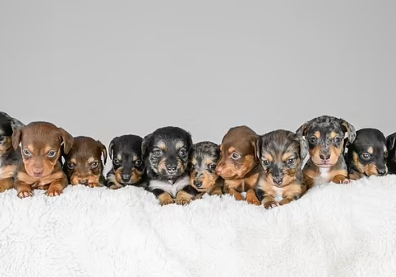 Os 11 filhotes lindos da cachorrinha salsicha. Ela pode bater um novo recorde mundial para a raça dachshund. - Foto: Reprodução/Emma Trimble (SWNS).