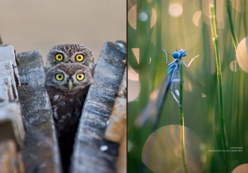 Estas são duas das finalistas do prêmio de fotografias da vida selvagem 2023 - Fotos: reprodução / Instagram @comedywildlifephoto