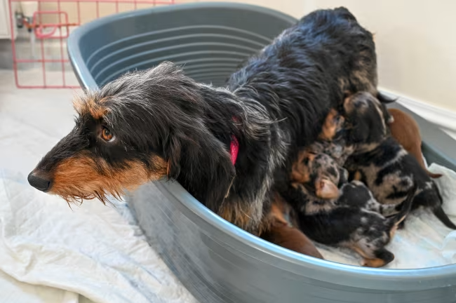 A cachorrinha surpreendeu a todos e deu à luz a 11 filhotinhos. Incrível! Foto: Reprodução/Emma Trimble (SWNS).