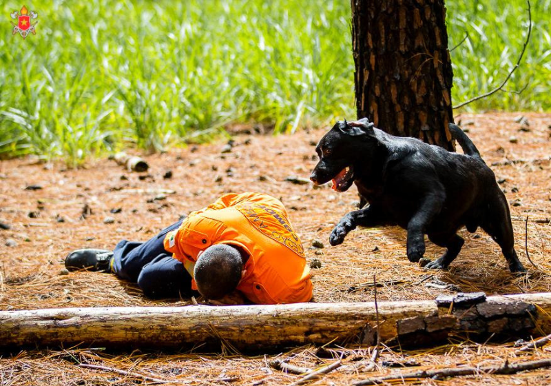 O treinamento de Baruk é coisa séria, o cão é nadador, socorrista em escombros e muito mais! - Foto: Reprodução/CBMDF.