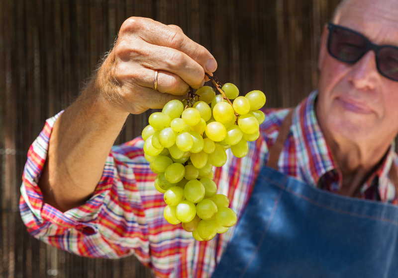 Segundo o estudo inédito, as uvas ajudam a proteger a visão dos idosos. - Foto: Canva