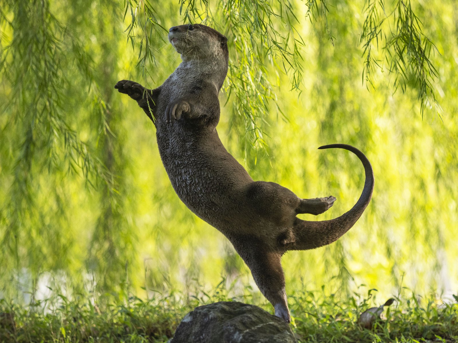  A lontra bailarina foi vencedora da categoria Criaturas Submarinas. - Foto: Otter Kwek/Cingapura