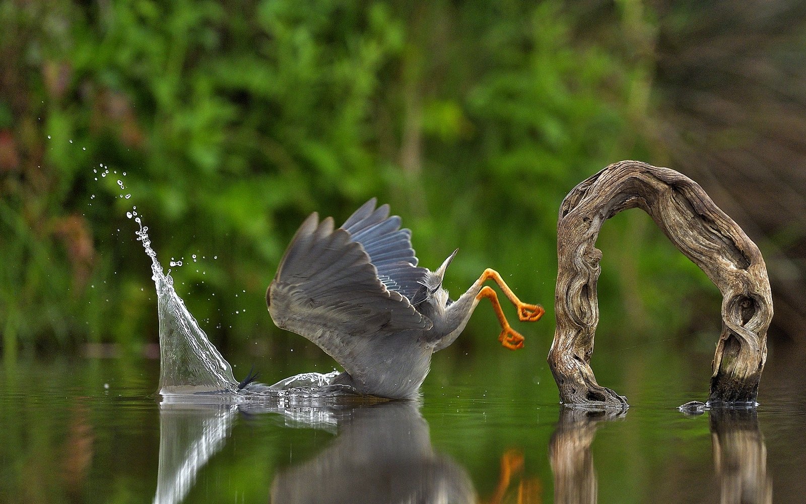  “Mergulho inesperado”, vencedor na categoria Criaturas no Ar com sua foto de uma garça caindo "de cara" na água. - Foto: Vittorio Ricci/Itália 