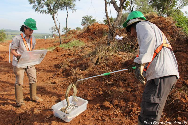 A inciativa já salvou milhares de bichinhos e garantiu a continuidade de diversas espécies. Foto: Reprodução/DER-MG.