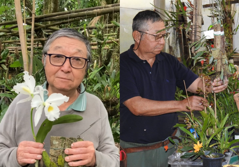 A orquídea rara de 90 anos foi recuperada e tratada durante 8 anos, depois de um minifuracão quase a destruir. - Foto: reprodução/ Instagram @ masujikayasima
