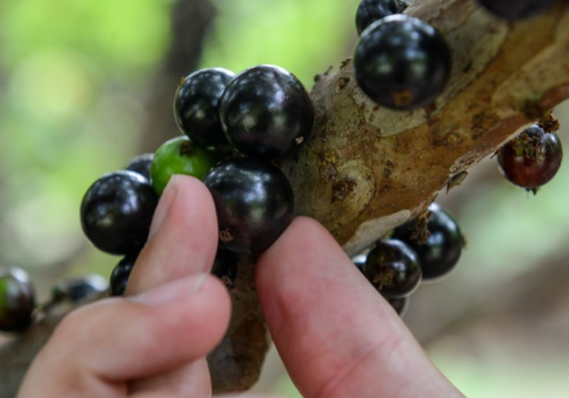 Qual a sua preferida? As brasileiras jabuticaba, açaí e guaraná ficaram no ranking das melhores frutas do mundo. - Foto: Lia Mara