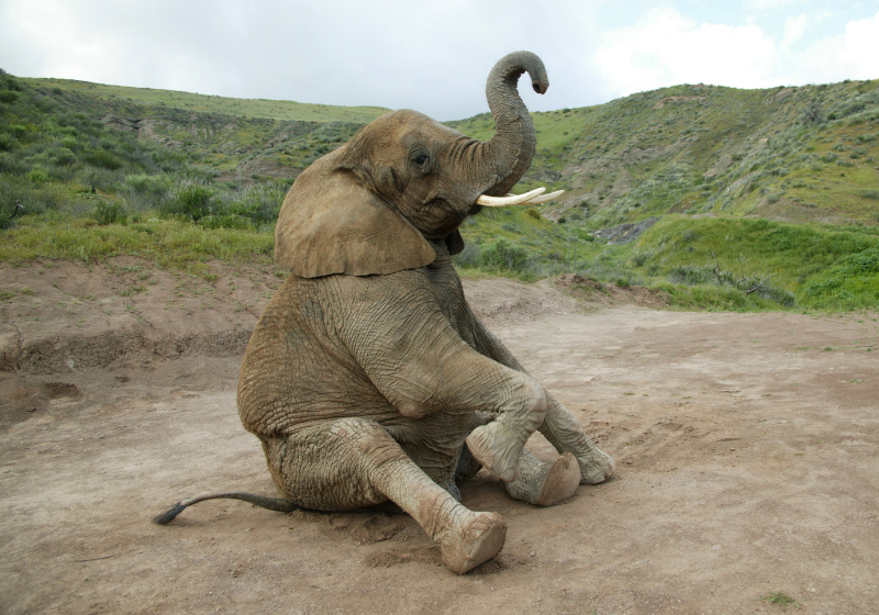 A proibição do comércio de marfim e chifres de rinoceronte é uma medida importante para combater o tráfico ilegal desses produtos no Canadá. - Foto: reprodução/Scott Hirko/Getty Images