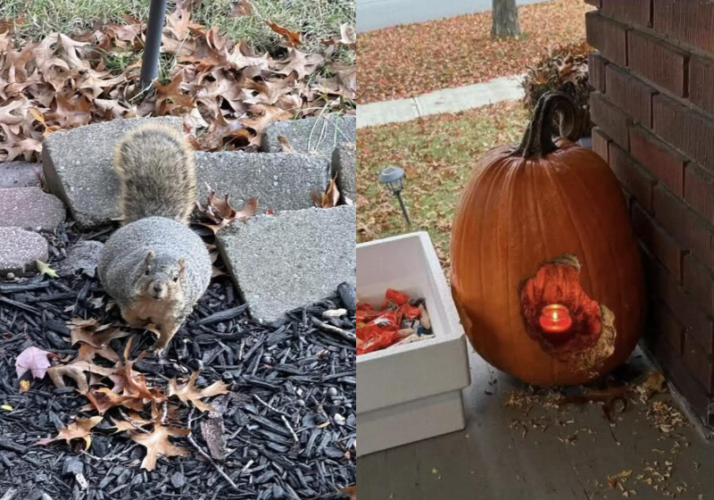 O esquilo gorducho foi pego em flagrante após se deliciar com as abóboras da casa de Erin Zak. - Foto: reprodução/ arquivo pessoal