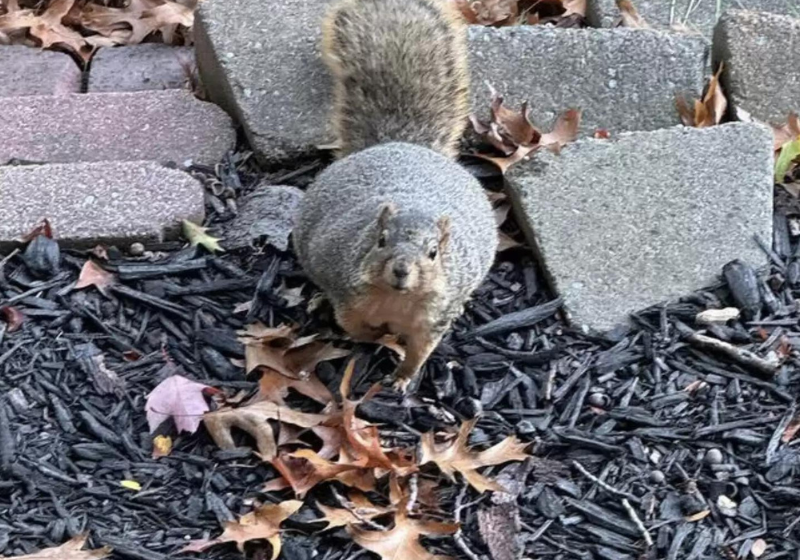 Zak está feliz de compartilhar seu espaço com o esquilo fofo e gordinho. Foto: reprodução/arquivo pessoal 