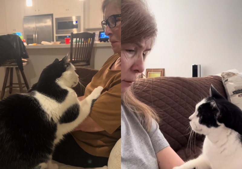 Harry, um gato extraordinário, tem sido um apoio para Theresa após a morte de seu marido. - Foto: reprodução/TikTok @beeheartsyou_