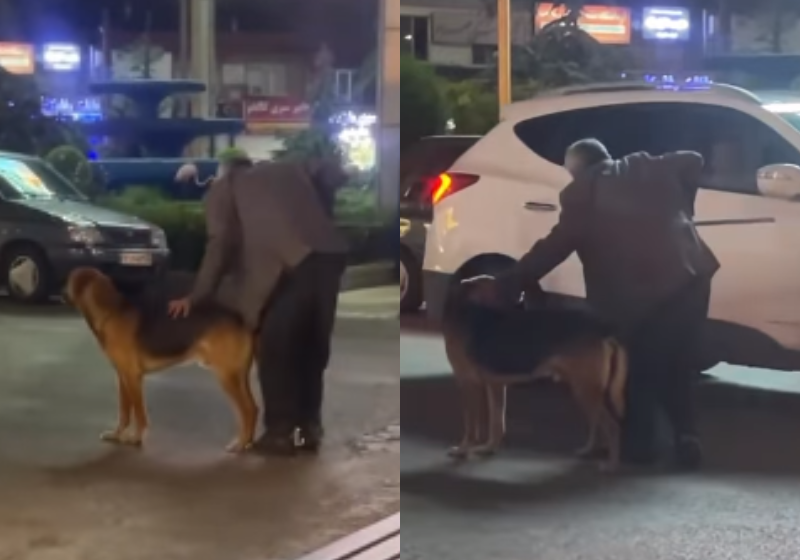 Um vira-lata no Iraque demonstrou altruísmo ao ajudar um idoso a caminhar, oferecendo sua ajuda como suporte. - Foto: reprodução/Instagram @farzad.ys.1987