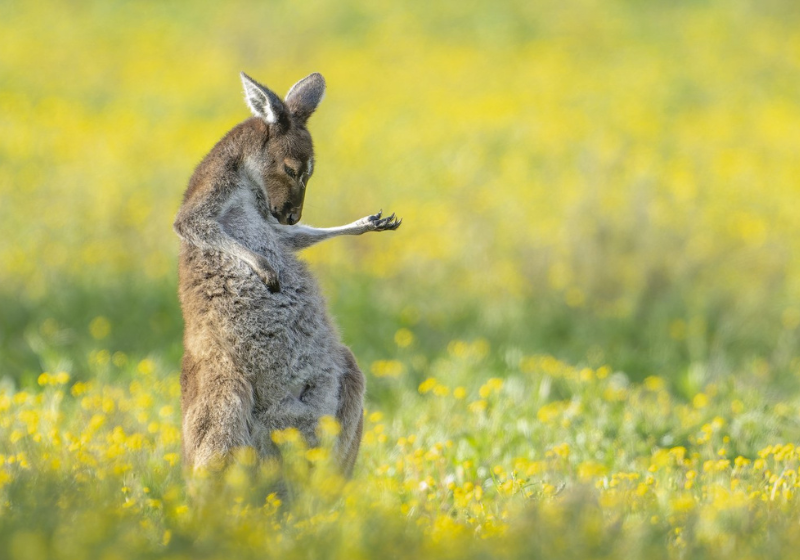 Canguru roqueiro foi o vencedor do concurso que elege as fotos mais engraçadas de animais em 2023. - Foto: Jason Moore/Austrália