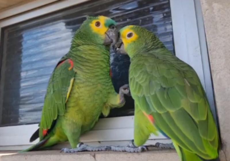 A papagaia Lorica, que fugiu, volta para casa e reencontra seu companheiro, Genaro, que estava tristinho. - Foto: reprodução: Instagram @papagaios_lo.ge