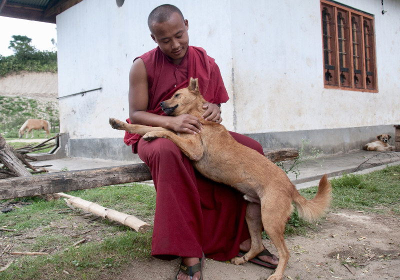 Com um grande programa nacional, o Butão se tornou o 1° país do mundo a concluir a esterilização e vacinação de 100 de seus cães. Foto: Reprodução/Kathy Milani (HSI).