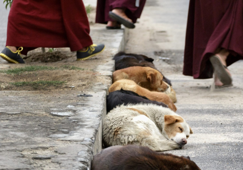 Agora, todos os cachorrinhos do país são vacinados, esterilizados e microchipados. Foto: Reprodução/Kathy Milani (HSI).