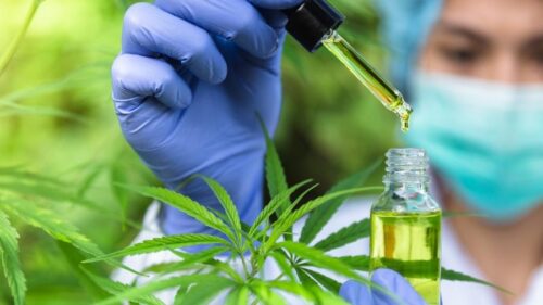 Estudos comprovam a eficácia do canabidiol na medicina. - Foto: Pixabay