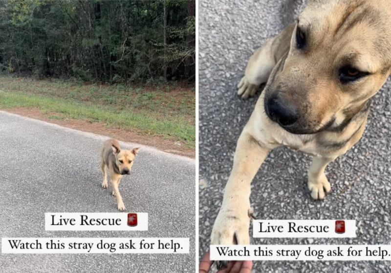 O cãozinho parou em frente ao santuário e pediu ajuda até ser salvo. - Foto: reprodução Instagram