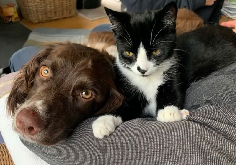 O cão correu para avisar a tutora que o gato da família estava perdido no poço! Foto: Reprodução/Hamish Rose.