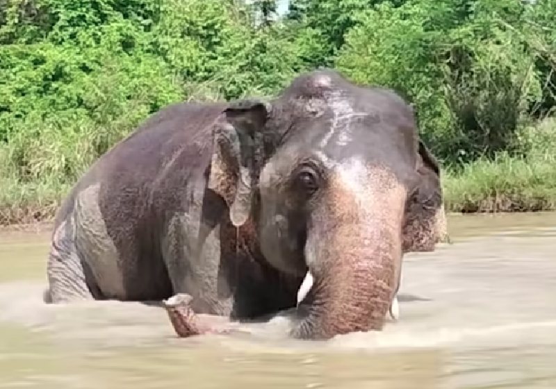 Kaavan, o ex-elefante mais solitário do mundo, agora brinca, se diverte e tem amigos da espécie vivendo livres como ele e um santuário no Camboja. - Foto: reprodução / Youtube @elephantnews