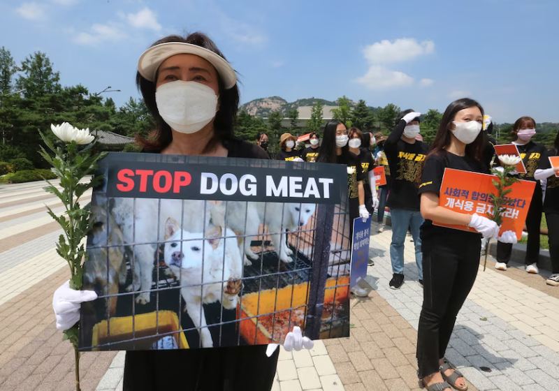 A Coreia do Sul vai banir o consumo de carne de cachorro. A medida deve entrar em vigor ainda esse ano. Foto: Reprodução/Ahn Young-Joon (AP).