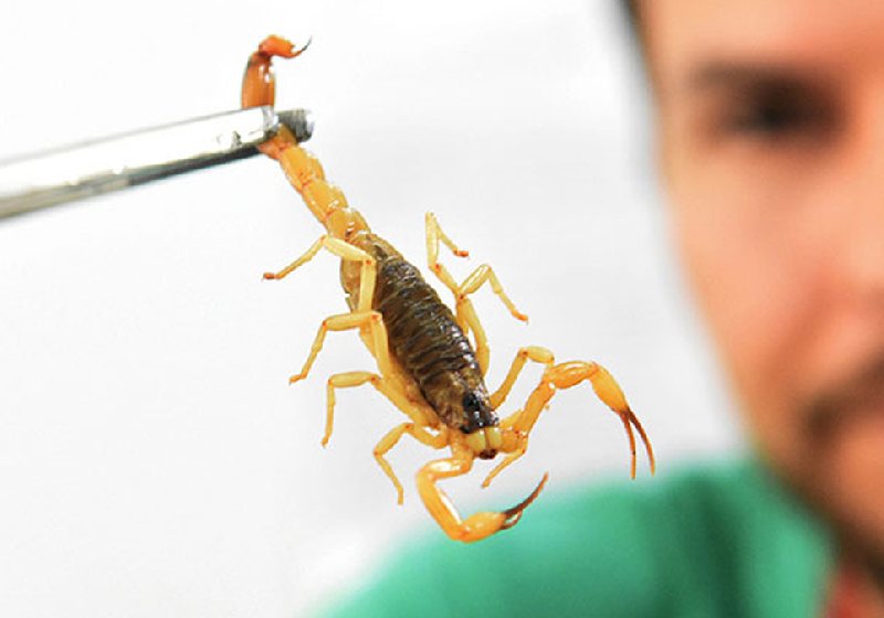 É possível prevenir a entrada de escorpiões em casa com algumas dicas passadas pelo Instituto Butantan - Foto: divulgação / Ministério da Saúde