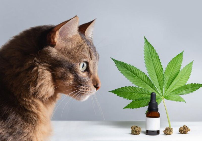 A cannabis se provou eficaz no tratamento de pets com paralisia, na USP. A gatinha Denisa tinha 20 convulsões por dia e melhorou. Foto: Reprodução/Freepik
