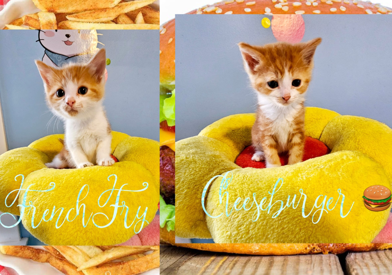 Os gatinhos receberam nomes de lanches do McDonalds. Foto: Reprodução/Noelle's Foster Kittens.