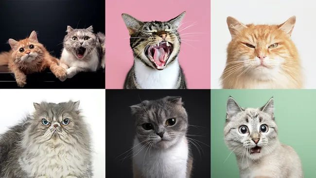 Expressões faciais dos gatos - Fotos: Kiszon Pascal, Kelly Bowden, GK Hart/Vikki Hart, Nils Jacobi, Kiszon Pascal, Gandee Vasan / via Getty Images