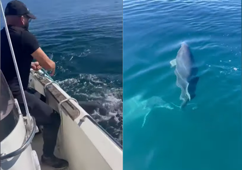 Os dois amigos pescadores cortaram rede e libertaram o bebê golfinho, enquanto a mamãe acompanhava o resgate atentamente. - Fotos: Reprodução/José Ramón Pérez / SWNS