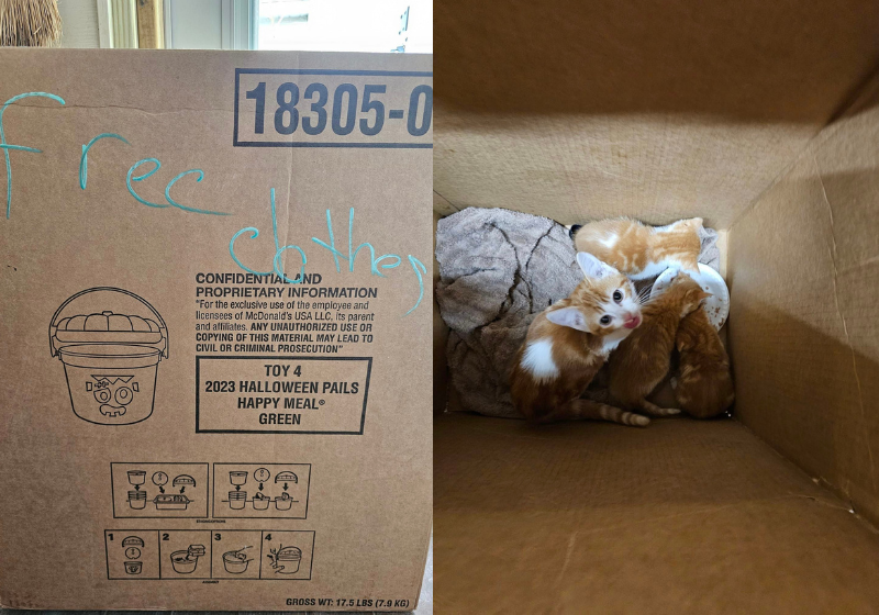 Os filhotes de gato foram abandonados presos no lixo, em uma caixa do McDonald's. Felizmente foram resgatados e foram para adoção. - Foto: Reprodução/Noelle's Foster Kittens.