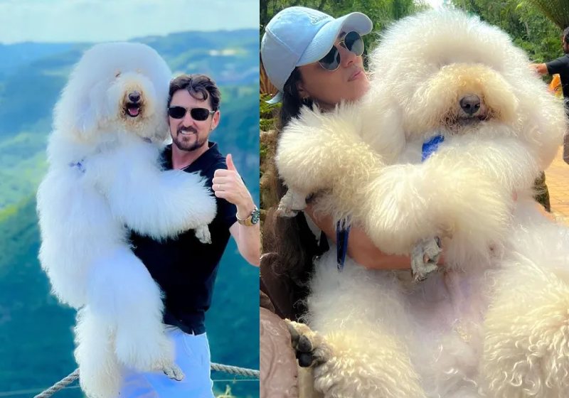 Bredy, o poodle gigante, pesa 30 kg e mede 1,5 metro em pé. - Fotos: reprodução / Instagram @bredypett