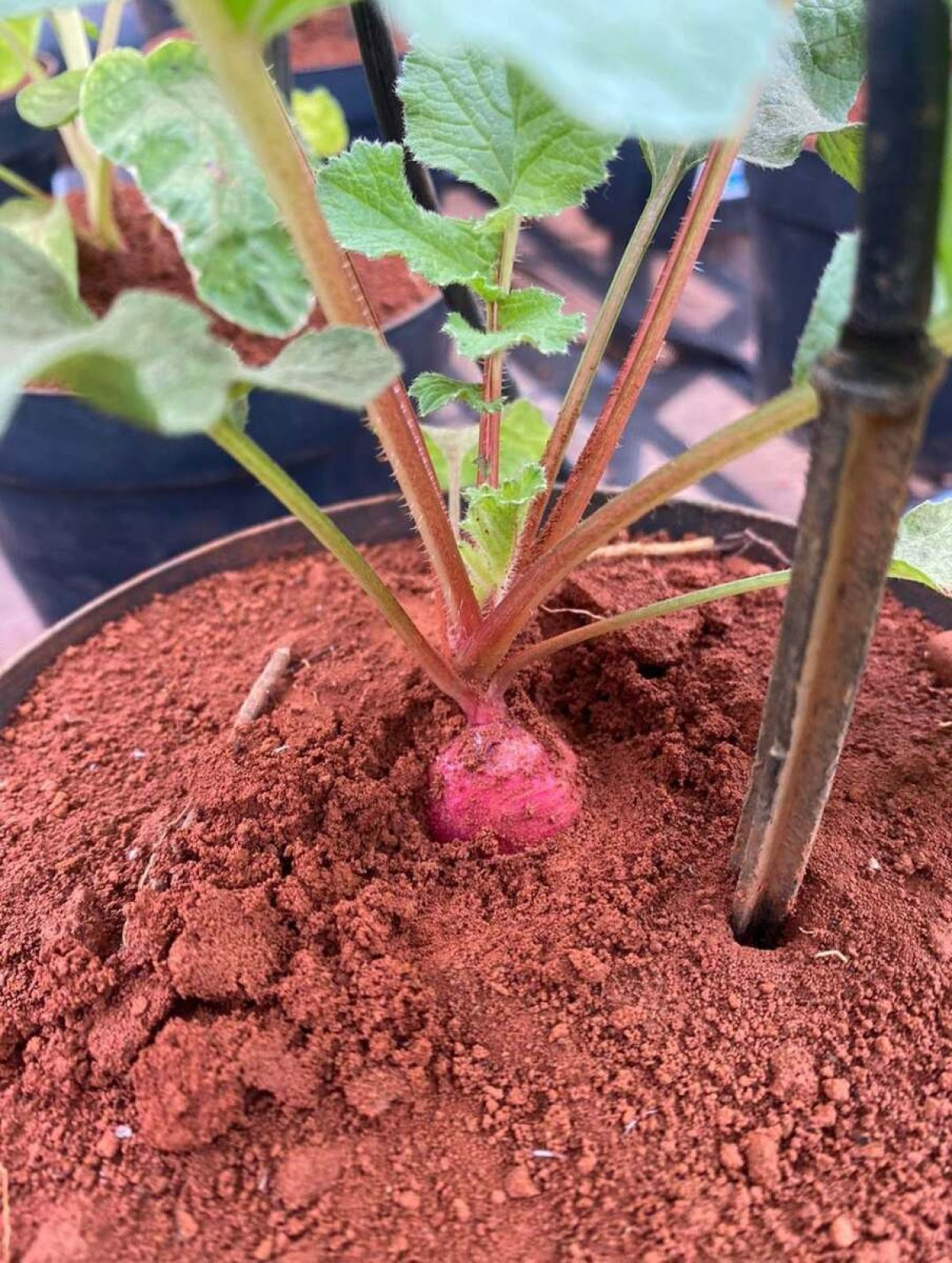 Os testes feitos com rabanete foram satisfatórios e apresentaram bons resultados. Foto: Reprodução/Divulgação (UnB).